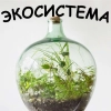 Экосистема Экосистема -