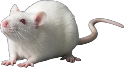 rats rats -