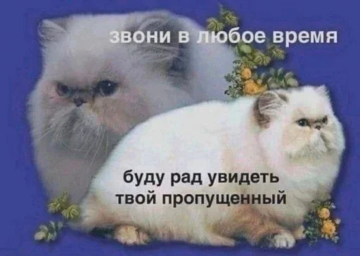 Быдлочат 5 Быдлочат 5 -