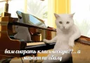 Блядский котячий андерграунд Блядский котячий андерграунд - animal