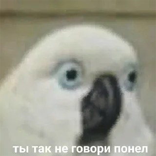Я орал, меня ловили Я орал, меня ловили - animal