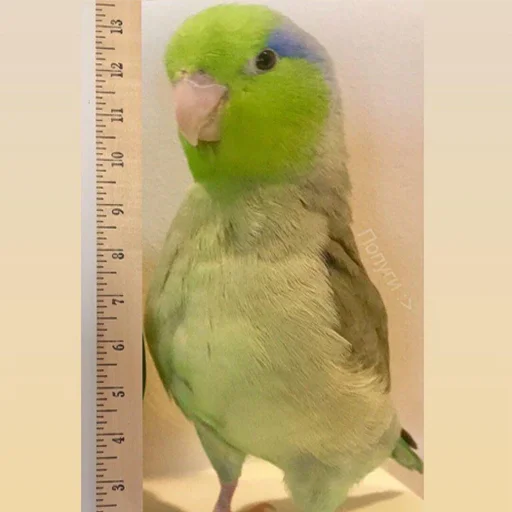 bird animal parrot