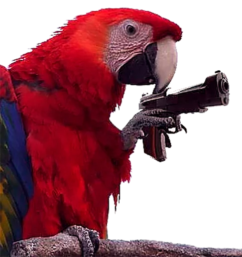 птица животное попугай