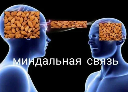 брадки брадки -
