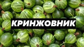 Стикер брадки - 0