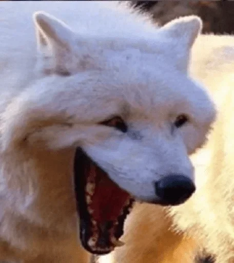 mammal mammal animal wolf