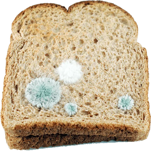 Фото белой плесени на хлебе