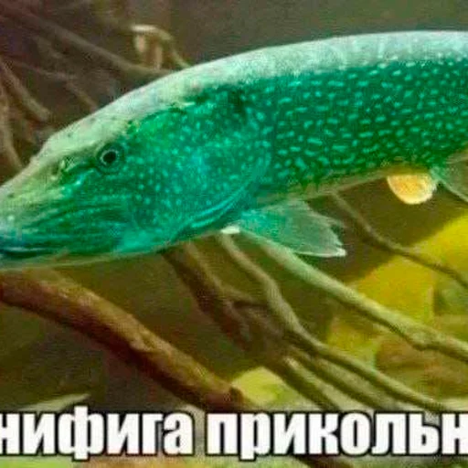 бред несусветный бред несусветный -