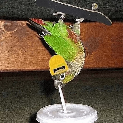 птица попугай животное
