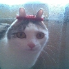 Broken animals Broken animals -