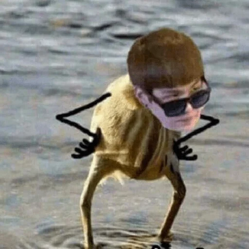 water outdoor mammal