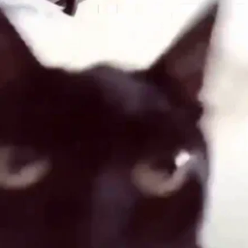 бубля младший бубля младший -