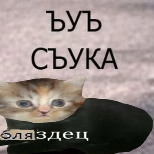 Бляздец. Стикер бляздец. Котенок бляздец. Котик бляздец