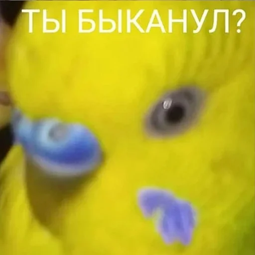 parrot parrot bird animal