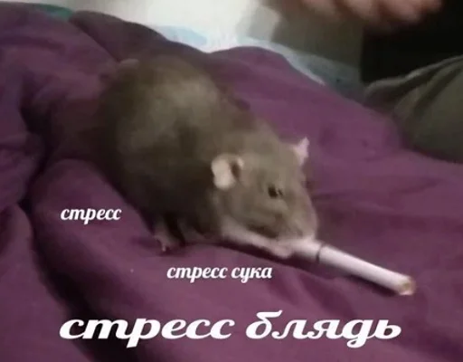 mammal mammal animal rodent