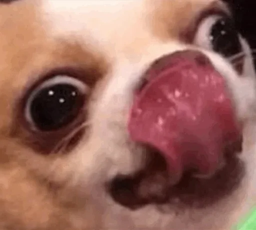 dog breed dog breed pet mammal