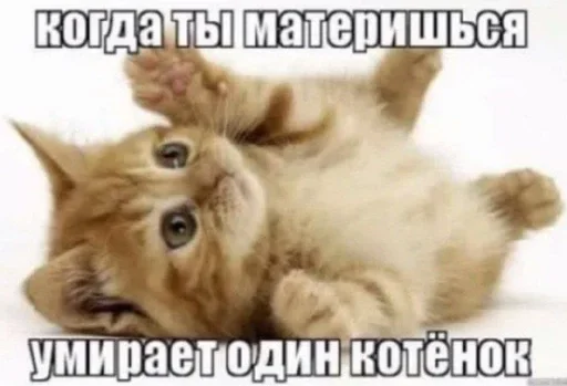привет ка кдела привет ка кдела - животное