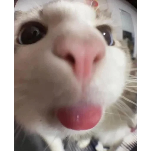 котики💕 котики💕 -