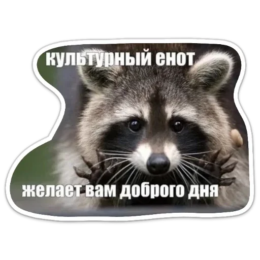 Енот Енот -