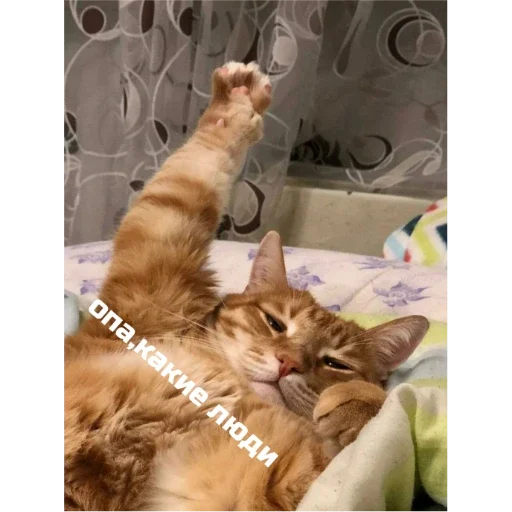KoTiKi KoTiKi -