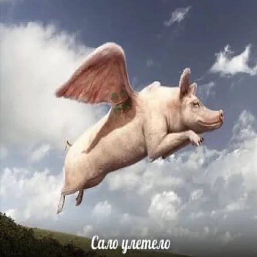 cloud cloud sky animal