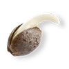 Cannder Cannder -
