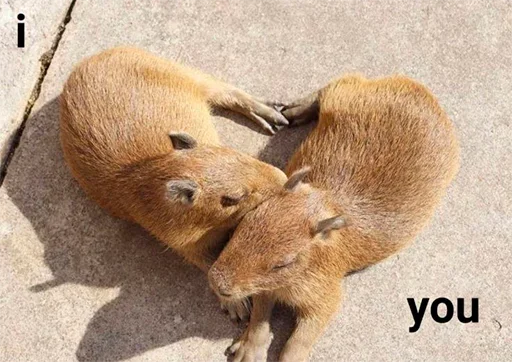 Больше стикеров: @capybarastiker Больше стикеров: @capybarastiker -