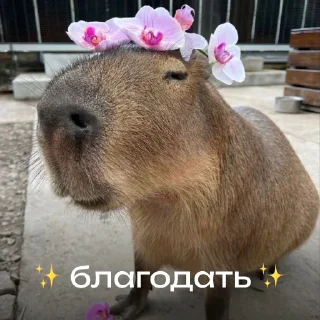 Стикер Капибарий стикерпак @lifehackerru | Лайфхакер - 3