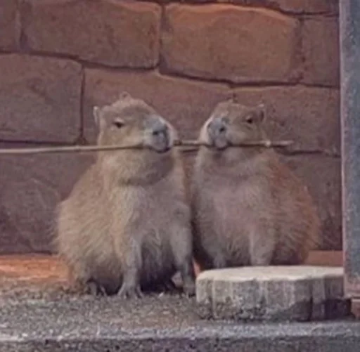 capy ^___^ capy ^___^ -