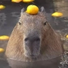капибары от @capybaraloveAM капибары от @capybaraloveAM -