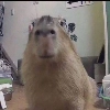 ಠ ͜ʖ ಠ ಠ ͜ʖ ಠ -