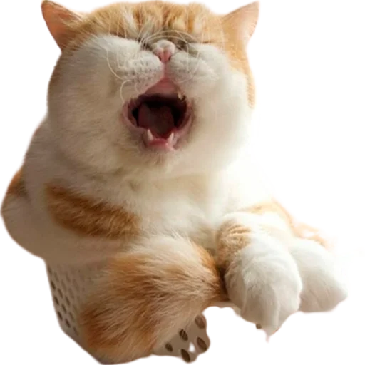 catass catass -