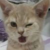 cat_ip cat_ip -