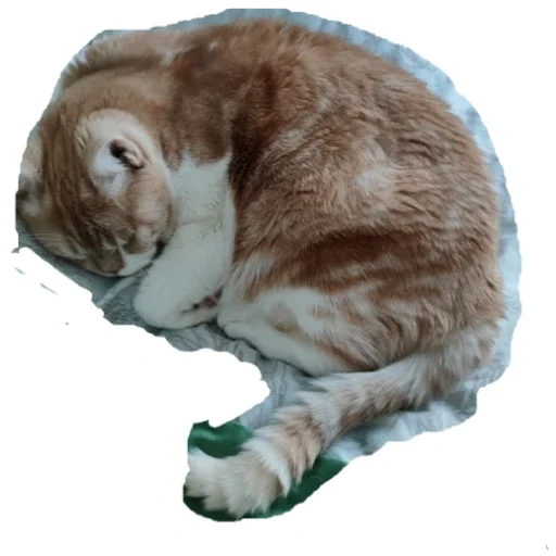 Котик Котик -