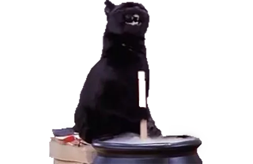 cat_salem cat_salem -