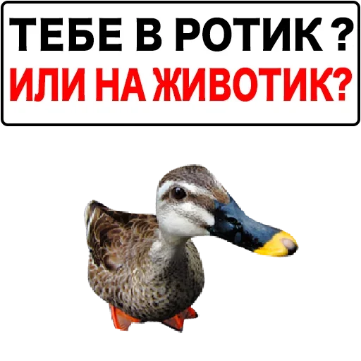 Набор стикеров от @Ctikerubot Набор стикеров от @Ctikerubot -