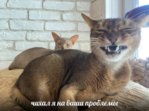 коты на каждый день коты на каждый день - cat