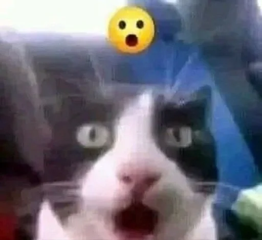 cats for gays cats for gays -