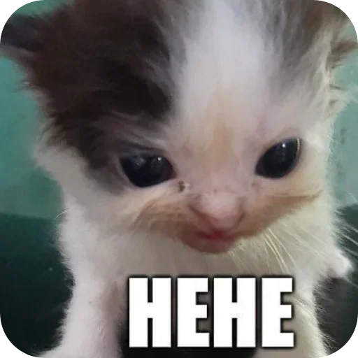 catmood catmood -
