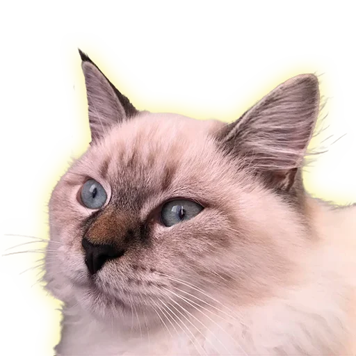 Cats Cats -