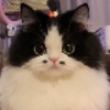 Коты💕 @BredRa @Kiler_kil Коты💕 @BredRa @Kiler_kil -