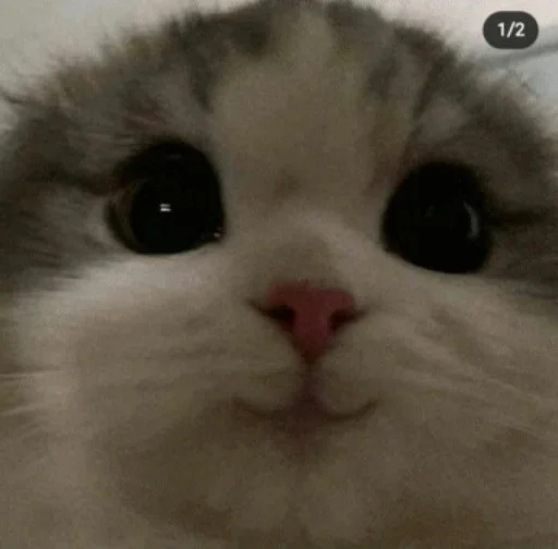 Котики сю Котики сю -