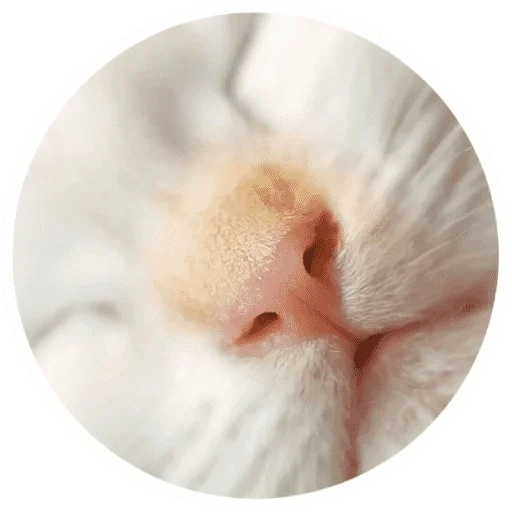 Котики и лапки Котики и лапки -