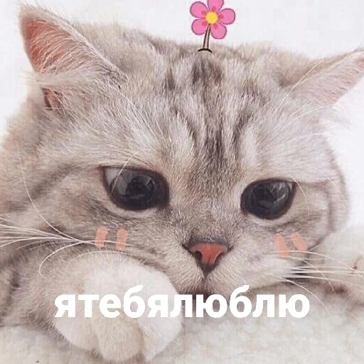 котики и мы котики и мы - кошки малого и среднего размера