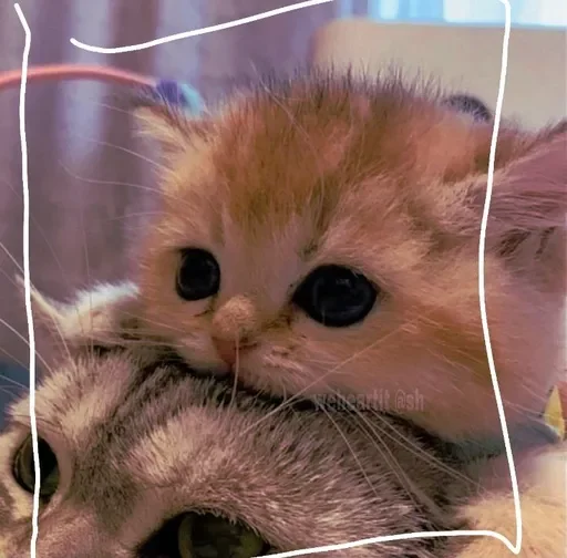 котикикаксмыслжизни котикикаксмыслжизни -