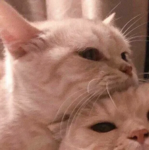 cats🐱 cats🐱 -