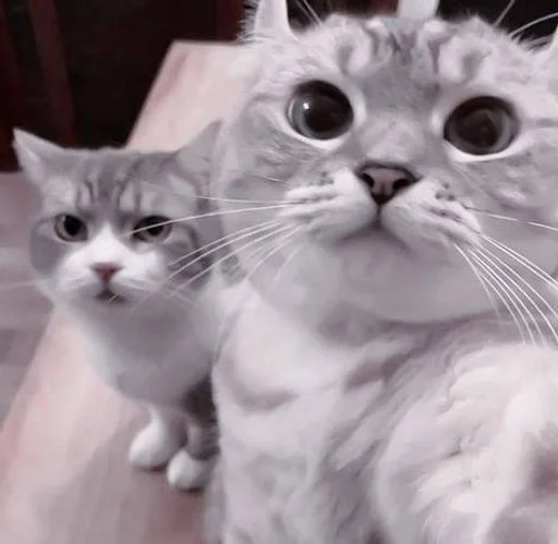 cats^^ @xxfgldp🐈⬛ :: @fStikBot