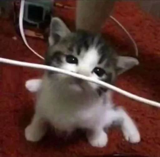 CatsWire :: @fStikBot CatsWire :: @fStikBot -