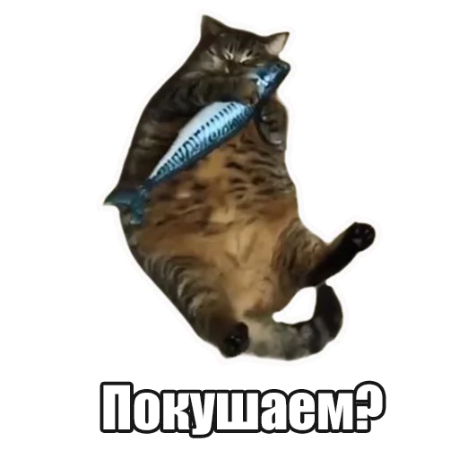 Мысли кота Мысли кота -