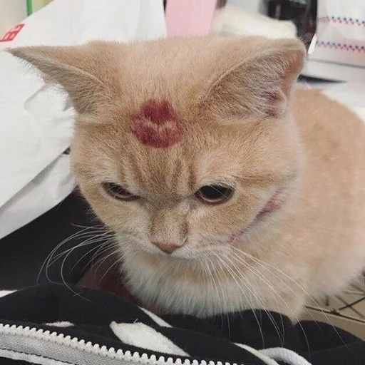котятки котятки -